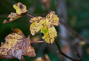 Efterårsblade