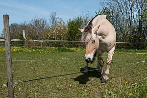 Hest på græs