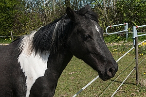 Sort hest på græs