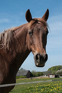 Hest på græs